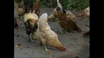 الإباحية مع روسي من البلد الذي مارس الجنس في فناء الدجاج بينتر